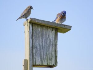 two bluebirds atop nestbox