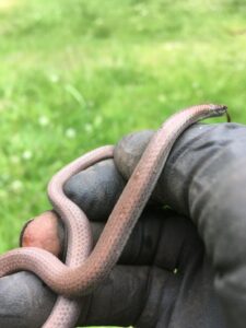 Tiny tan snake on top of black gloved fingers.
