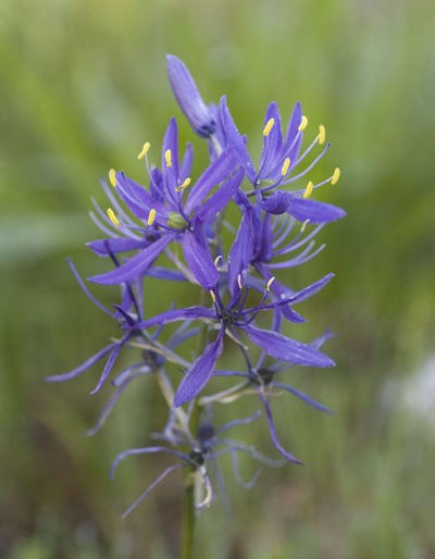 Camassia quamash Rod Gilbert