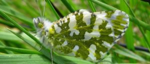picture of green and white butterfly on green foliage