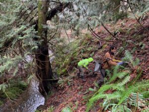 Hemlock and Sitka Spruce planting along lower Cascade Creek