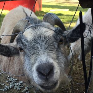 Close up of Haggar the goat