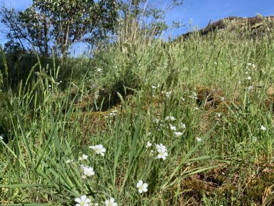White blooms along a grassy hillside