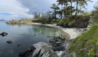 Blue skies hover over a calm inlet beach, dotted by tall trees