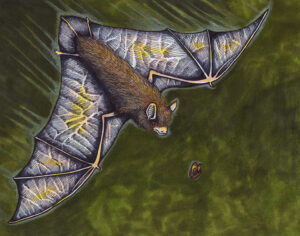 flying bat artwork