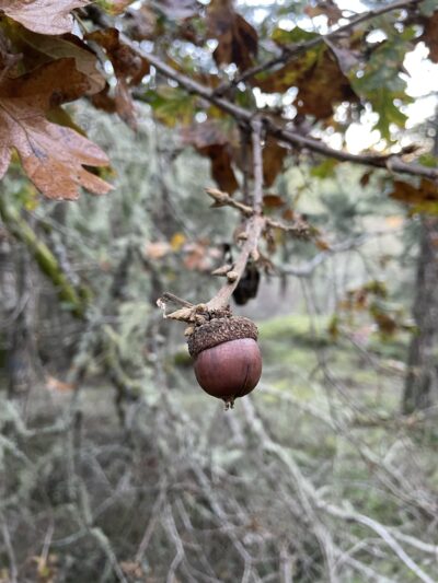 small acorn hanging from branch