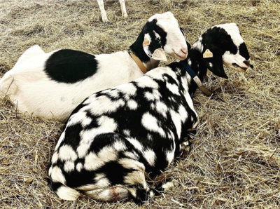 two goats, one white goat with black circle and another black and white mottled, looking cute