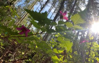 Sun shining through forest onto salmonberry busy with pink budding flowers