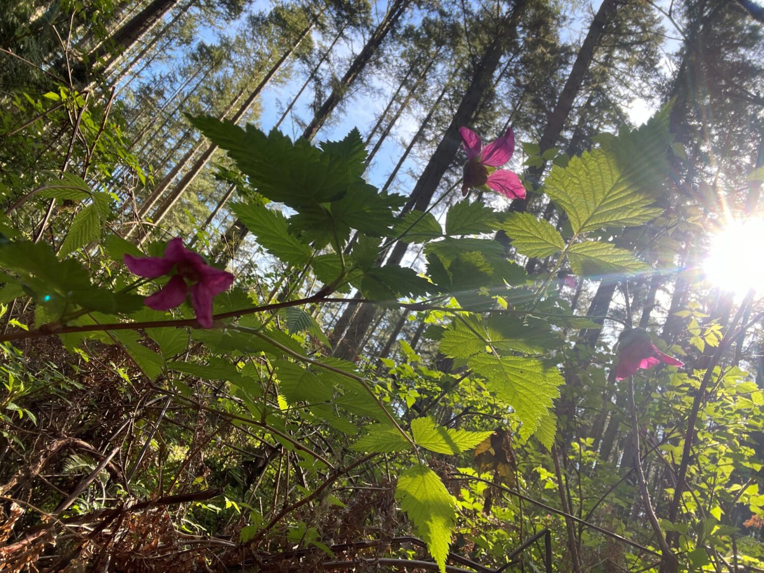 Sun shining through forest onto salmonberry busy with pink budding flowers