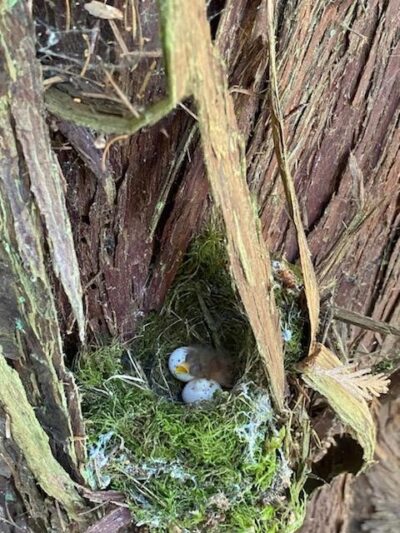 Two newly hatched Brown creeper birds sitting in a nest in a cedar tree.