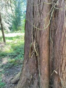 Nest in cedar tree in forest