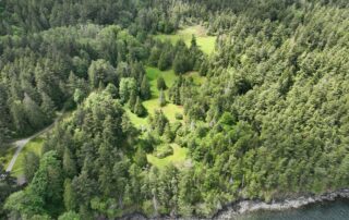 Shoreline along upland forest