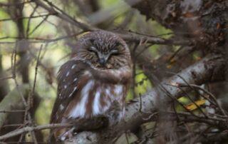 Small brown owl perched on branch in woods