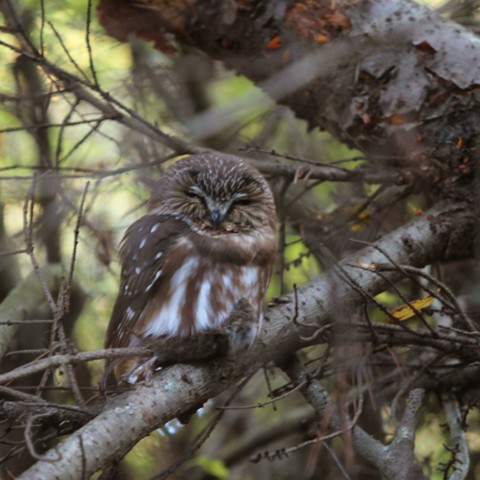 Small brown owl perched on branch in woods