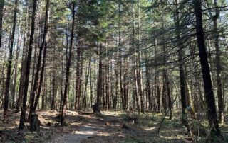 Trail through forest
