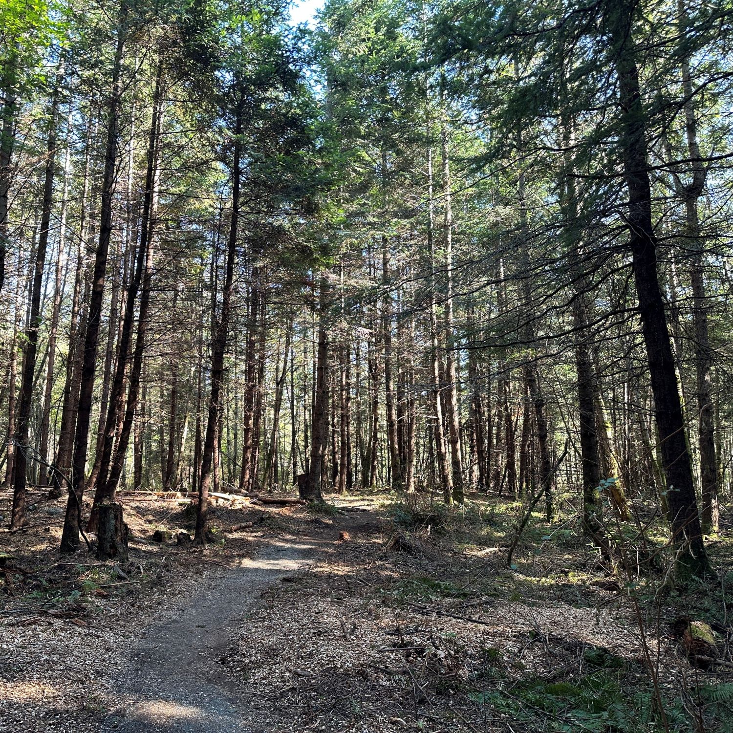 Trail through forest