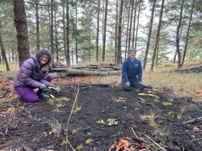 Two women in a forest, planting native wildflowers