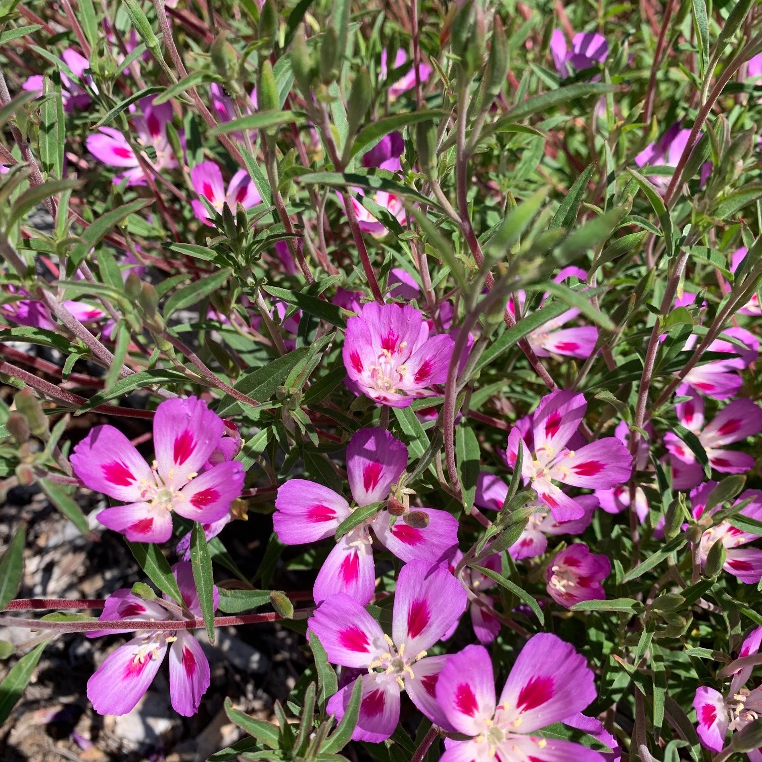 Farewell-to-spring (Clarkia amoena) seed